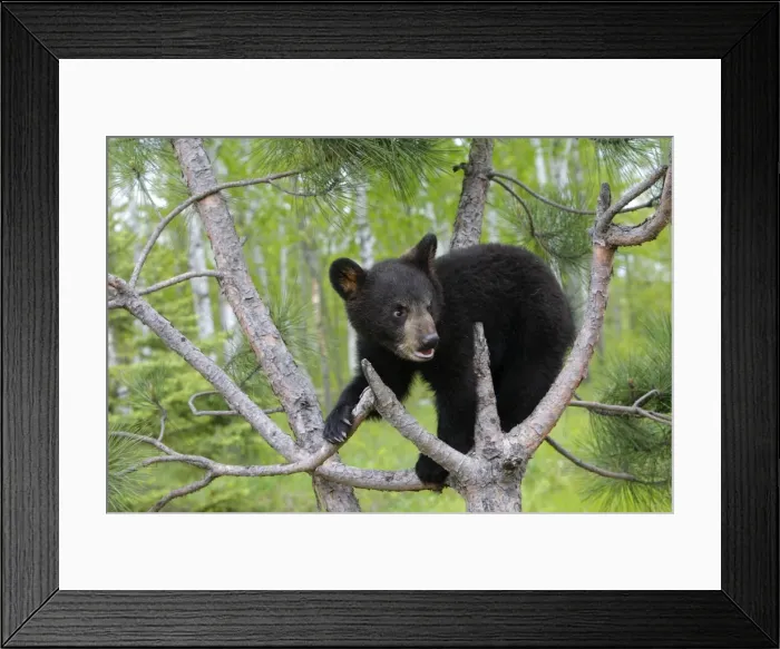 Framed Print : Picture No. 10783435 Framed Print : Picture No. 10783435