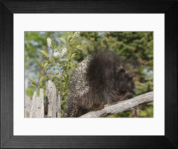 Framed Print : Picture No. 10783438 Framed Print : Picture No. 10783438