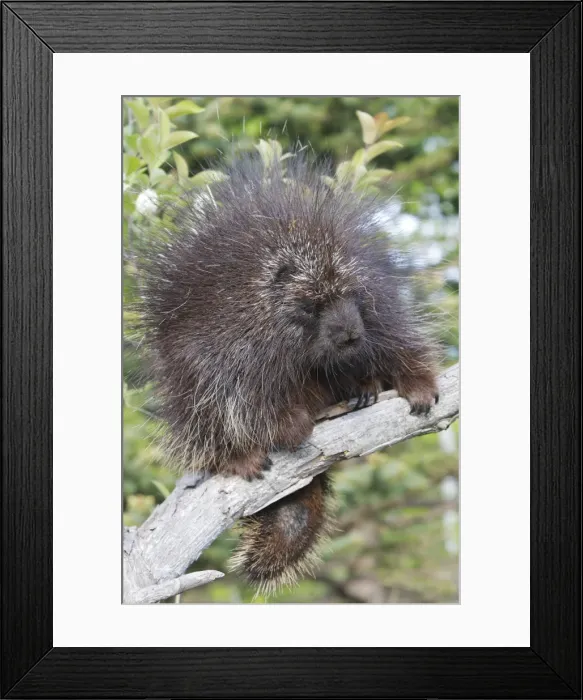 Framed Print : Picture No. 10783437 Framed Print : Picture No. 10783437