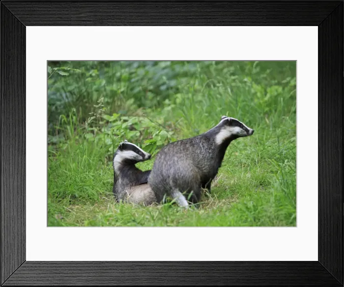 Framed Print : Picture No. 10783440 Framed Print : Picture No. 10783440