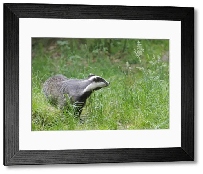 Framed Print : Picture No. 10783447 Framed Print : Picture No. 10783447