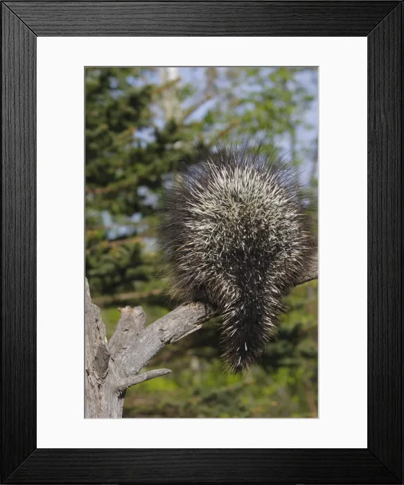 Framed Print : Picture No. 10783439 Framed Print : Picture No. 10783439