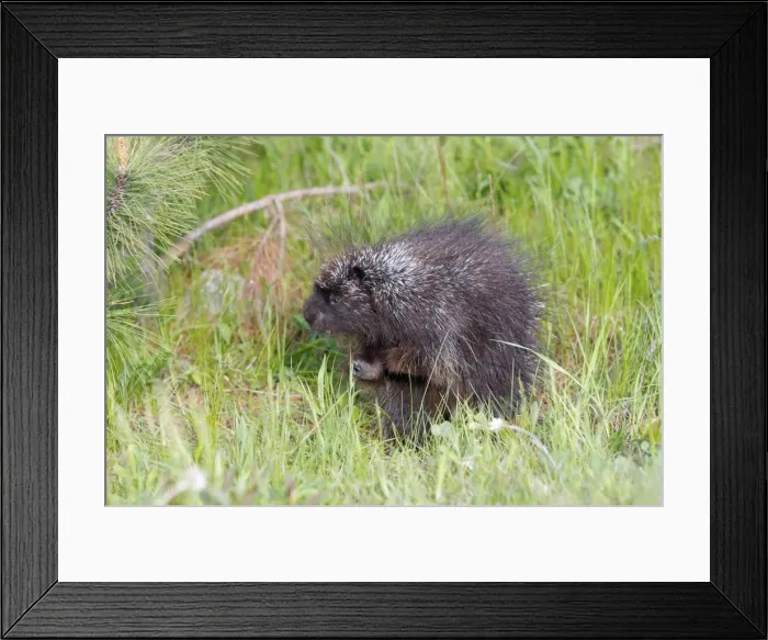 Framed Print : Picture No. 10783441 Framed Print : Picture No. 10783441