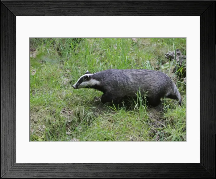 Framed Print : Picture No. 10783449