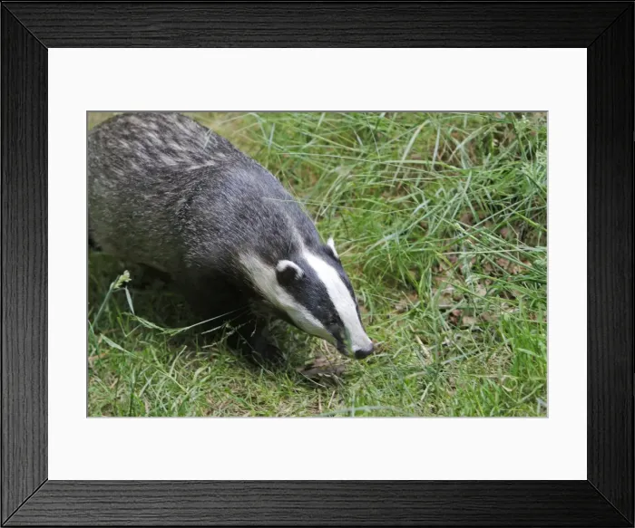 Framed Print : Picture No. 10783450