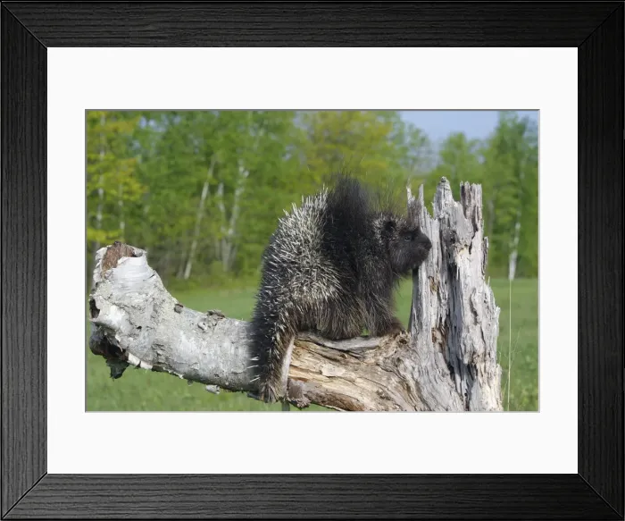 Framed Print : Picture No. 10783442 Framed Print : Picture No. 10783442