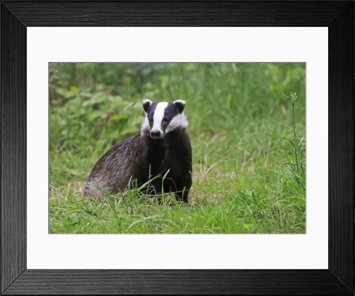 Framed Print : Picture No. 10783455 Framed Print : Picture No. 10783455