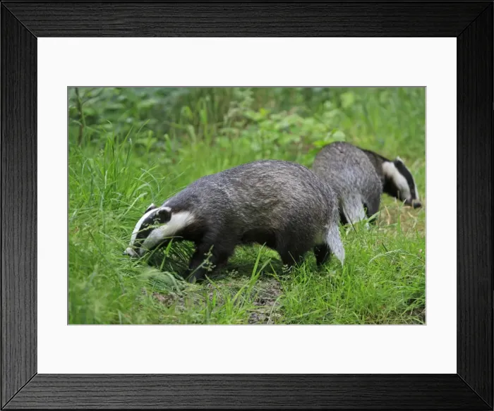 Framed Print : Picture No. 10783453 Framed Print : Picture No. 10783453