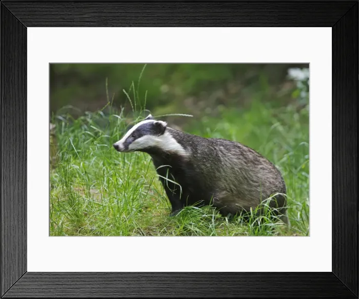 Framed Print : Picture No. 10783448 Framed Print : Picture No. 10783448