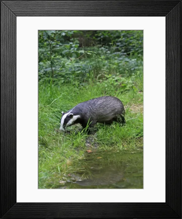 Framed Print : Picture No. 10783456 Framed Print : Picture No. 10783456