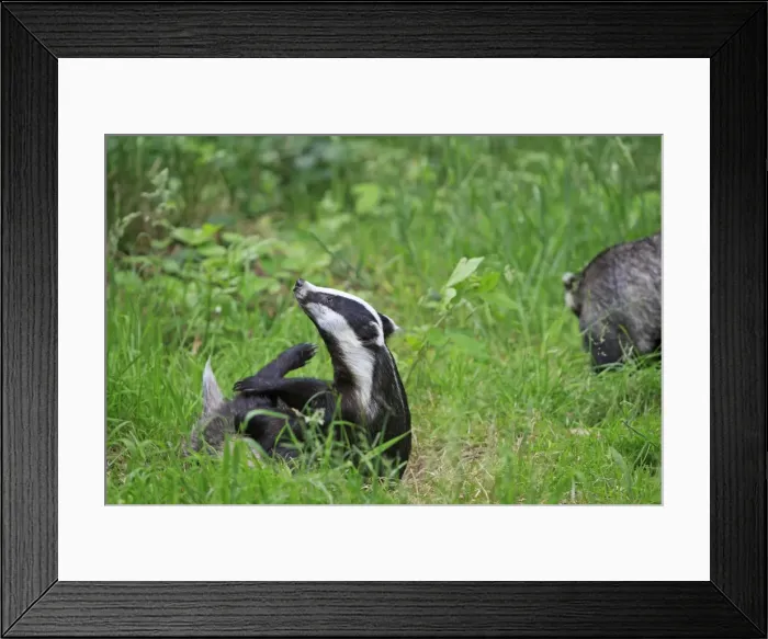 Framed Print : Picture No. 10783451 Framed Print : Picture No. 10783451