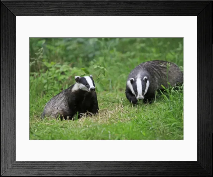 Framed Print : Picture No. 10783459 Framed Print : Picture No. 10783459