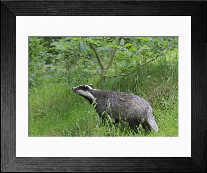 Framed Print : Picture No. 10783458