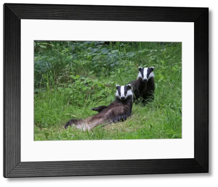 Framed Print : Picture No. 10783457 Framed Print : Picture No. 10783457