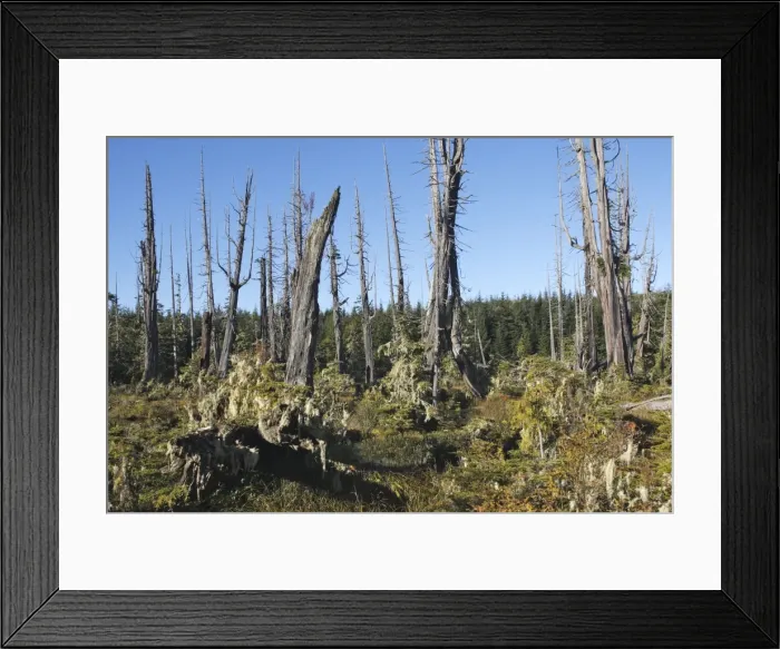 Framed Print : Picture No. 10783776 Framed Print : Picture No. 10783776