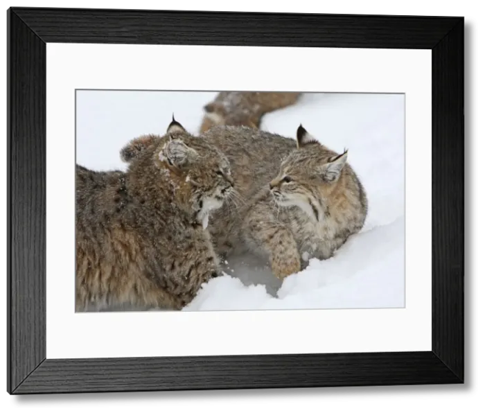 Framed Print : Picture No. 10783582 Framed Print : Picture No. 10783582