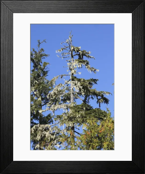 Framed Print : Picture No. 10783774 Framed Print : Picture No. 10783774