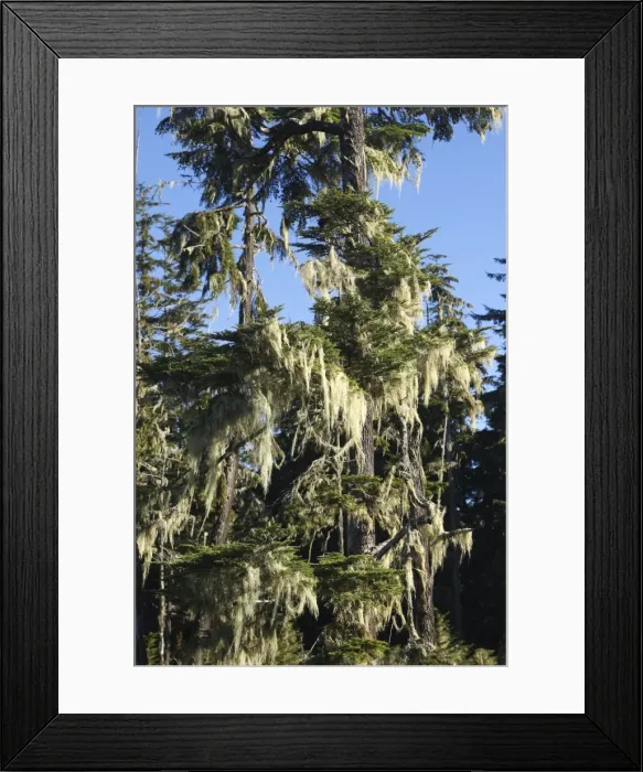 Framed Print : Picture No. 10783777 Framed Print : Picture No. 10783777
