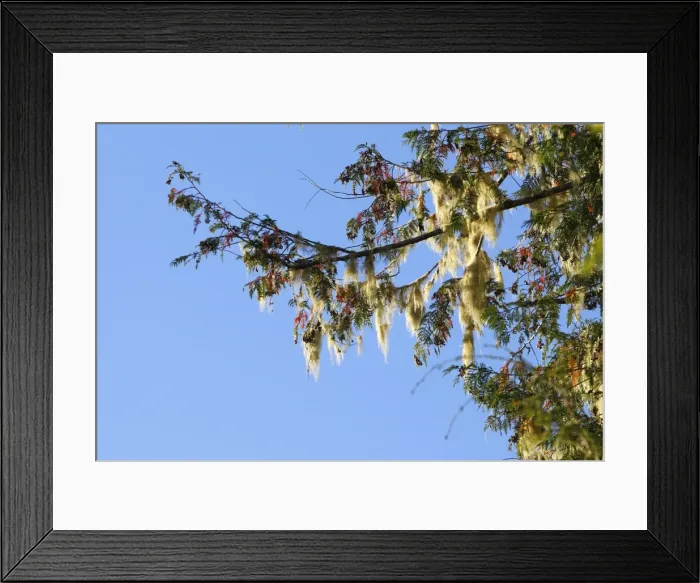 Framed Print : Picture No. 10783775 Framed Print : Picture No. 10783775