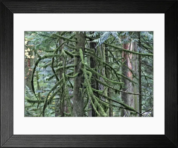 Framed Print : Picture No. 10783787 Framed Print : Picture No. 10783787