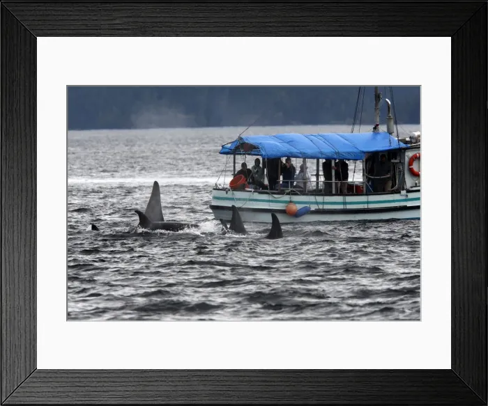 Framed Print : Picture No. 10783838 Framed Print : Picture No. 10783838