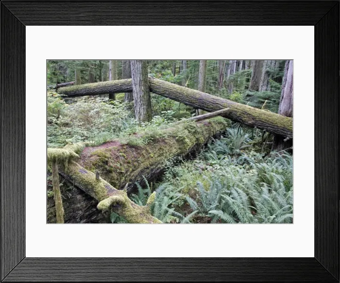 Framed Print : Picture No. 10783785