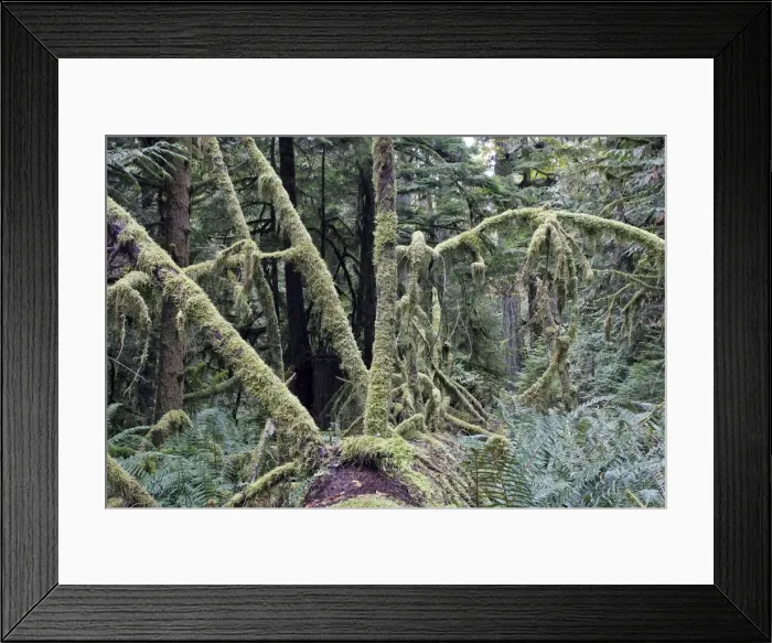 Framed Print : Picture No. 10783784