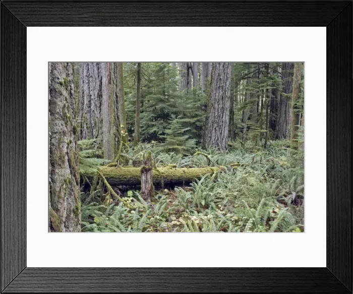 Framed Print : Picture No. 10783786 Framed Print : Picture No. 10783786