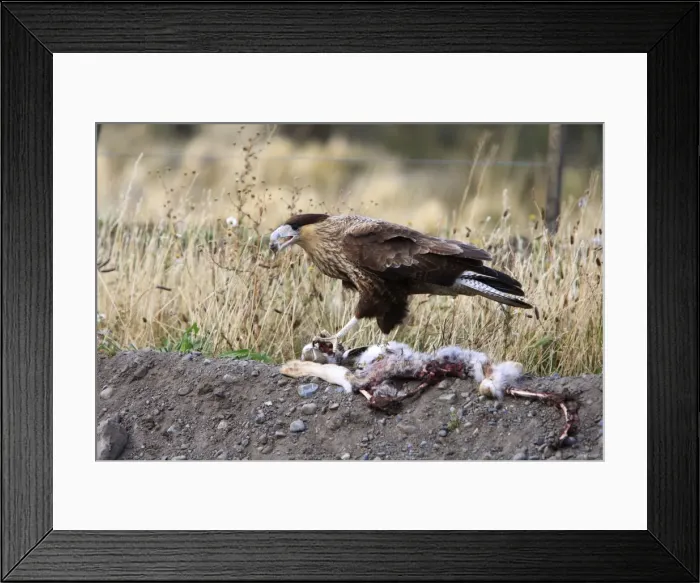 Framed Print : Picture No. 10783902 Framed Print : Picture No. 10783902