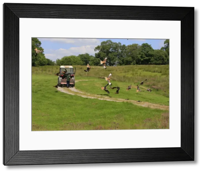 Framed Print : Picture No. 10784061 Framed Print : Picture No. 10784061