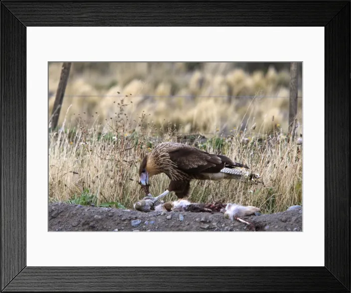 Framed Print : Picture No. 10783903 Framed Print : Picture No. 10783903