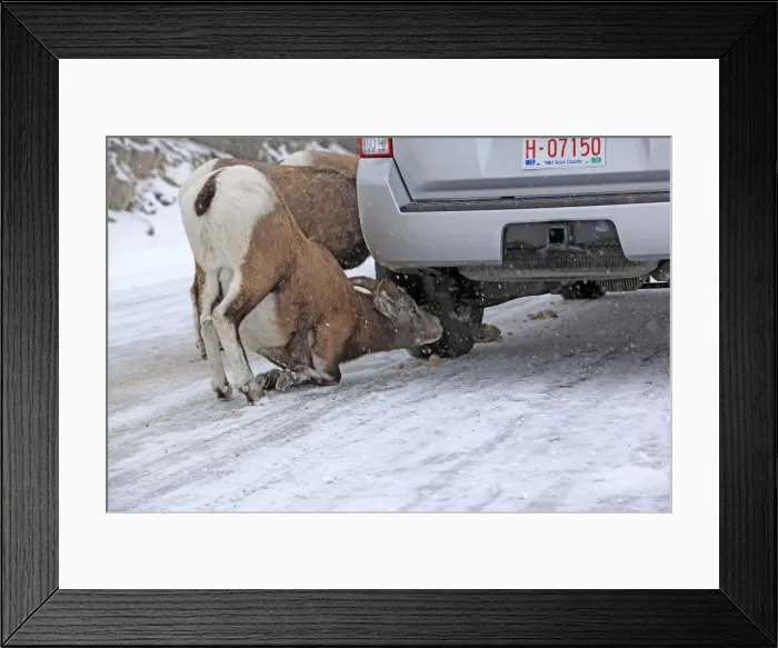 Framed Print : Picture No. 10784080 Framed Print : Picture No. 10784080