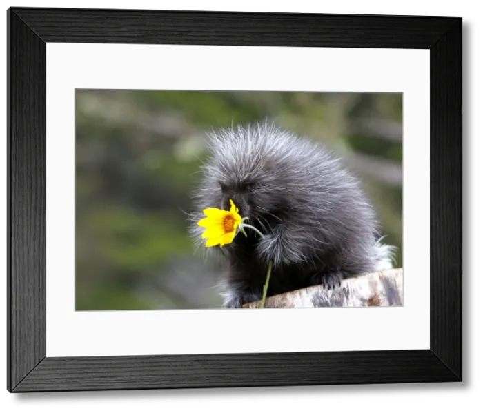 Framed Print : Picture No. 10784242 Framed Print : Picture No. 10784242
