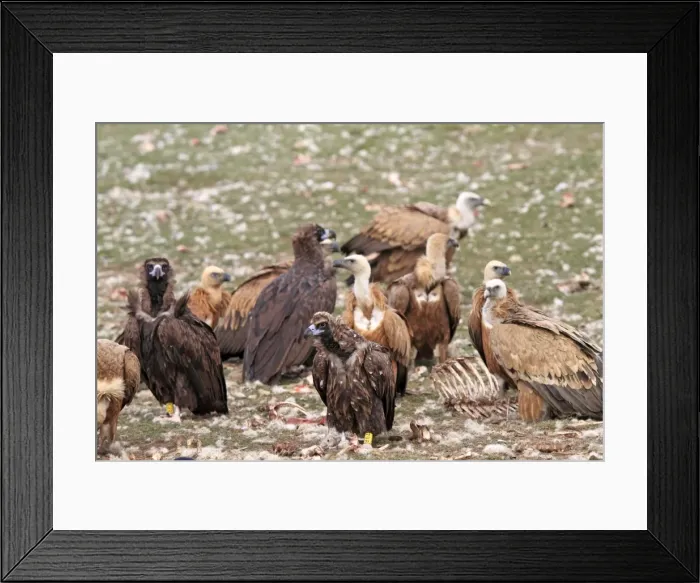Framed Print : Picture No. 10784176 Framed Print : Picture No. 10784176