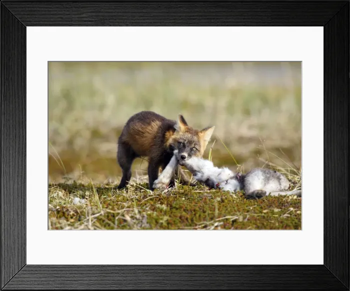 Framed Print : Picture No. 10784900 Framed Print : Picture No. 10784900