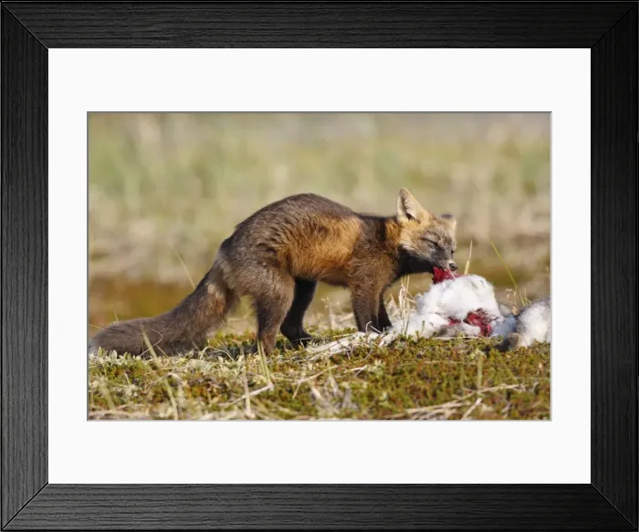 Framed Print : Picture No. 10784899 Framed Print : Picture No. 10784899