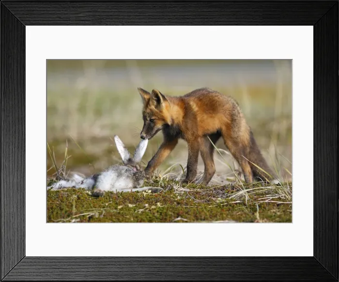 Framed Print : Picture No. 10784901 Framed Print : Picture No. 10784901