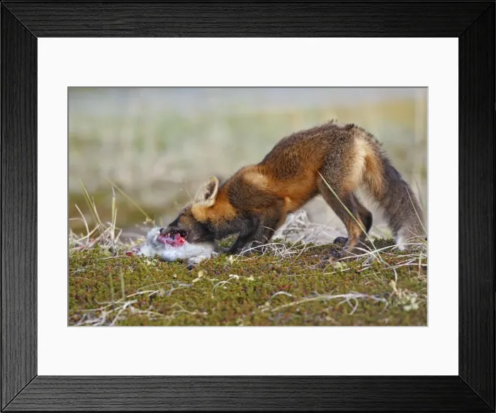 Framed Print : Picture No. 10784903 Framed Print : Picture No. 10784903