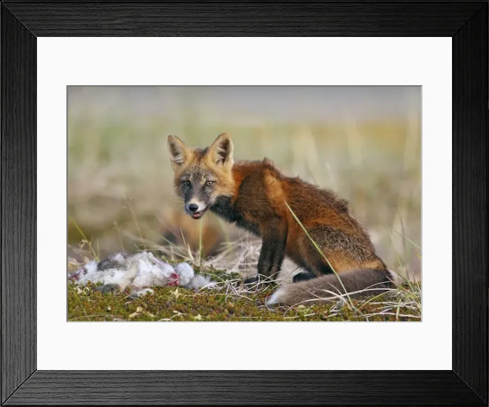 Framed Print : Picture No. 10784904 Framed Print : Picture No. 10784904