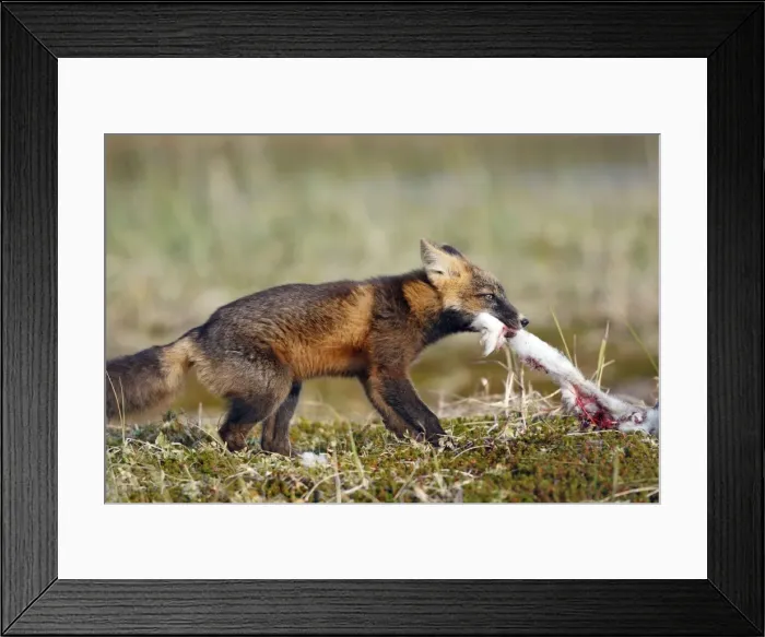 Framed Print : Picture No. 10784902 Framed Print : Picture No. 10784902