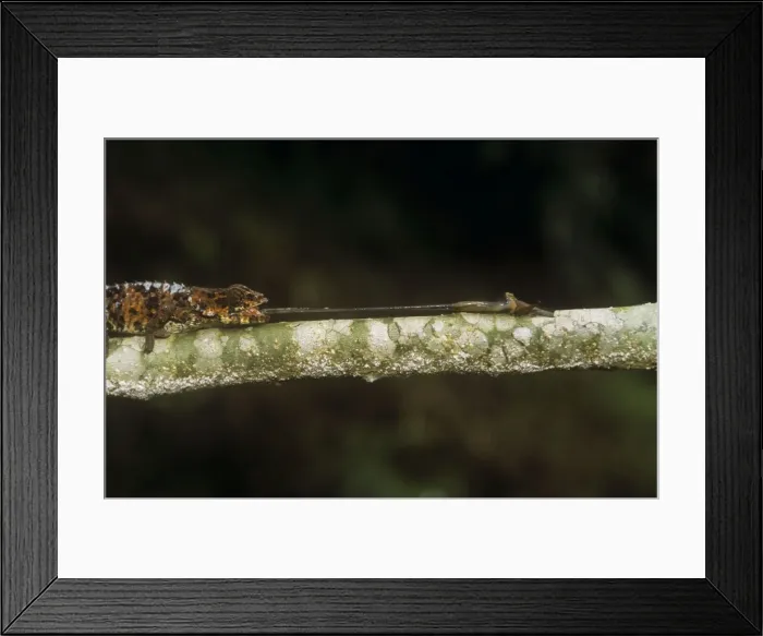 Framed Print : Picture No. 10785009 Framed Print : Picture No. 10785009