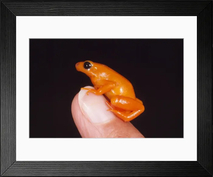Framed Print : Picture No. 10785024 Framed Print : Picture No. 10785024