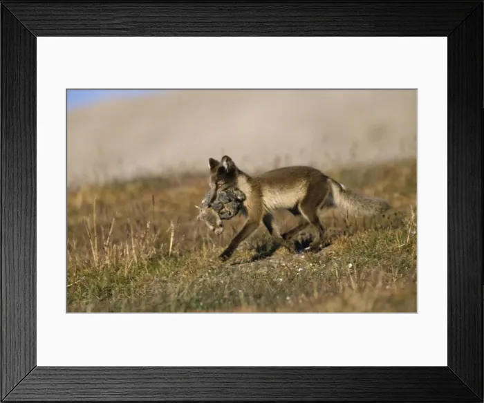 Framed Print : Picture No. 10784964 Framed Print : Picture No. 10784964