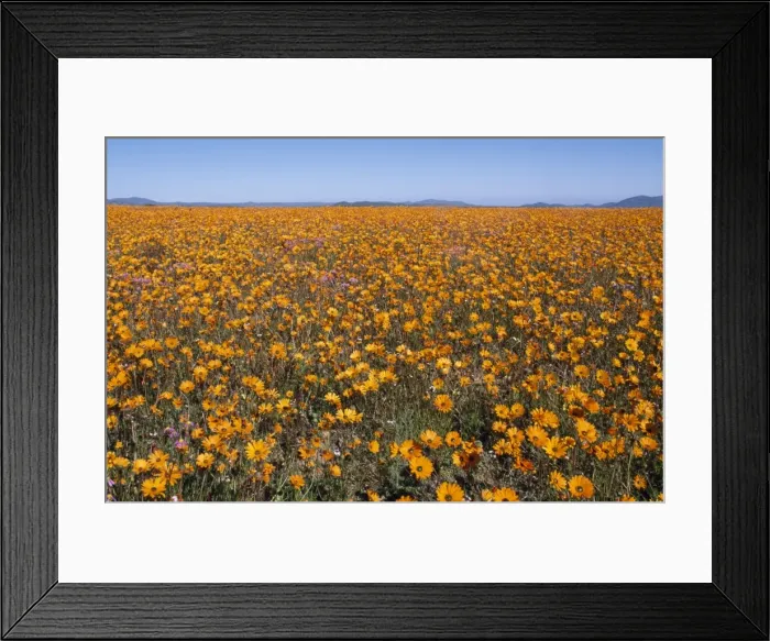 Framed Print : Picture No. 10785061 Framed Print : Picture No. 10785061