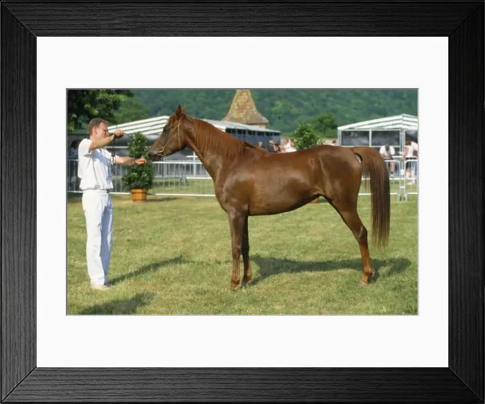 Framed Print : Picture No. 10785074