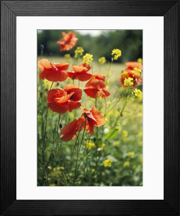 Framed Print : Picture No. 10785065 Framed Print : Picture No. 10785065