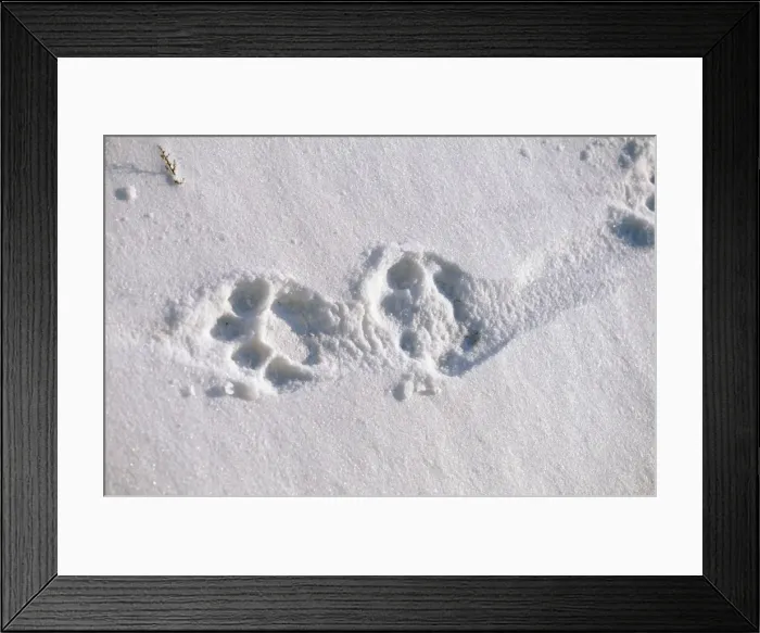 Framed Print : Picture No. 10785088 Framed Print : Picture No. 10785088