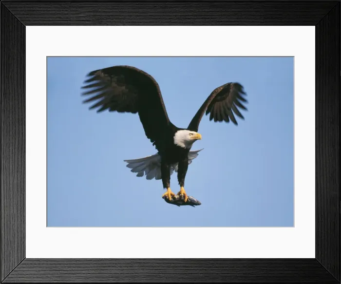 Framed Print : Picture No. 10785165 Framed Print : Picture No. 10785165