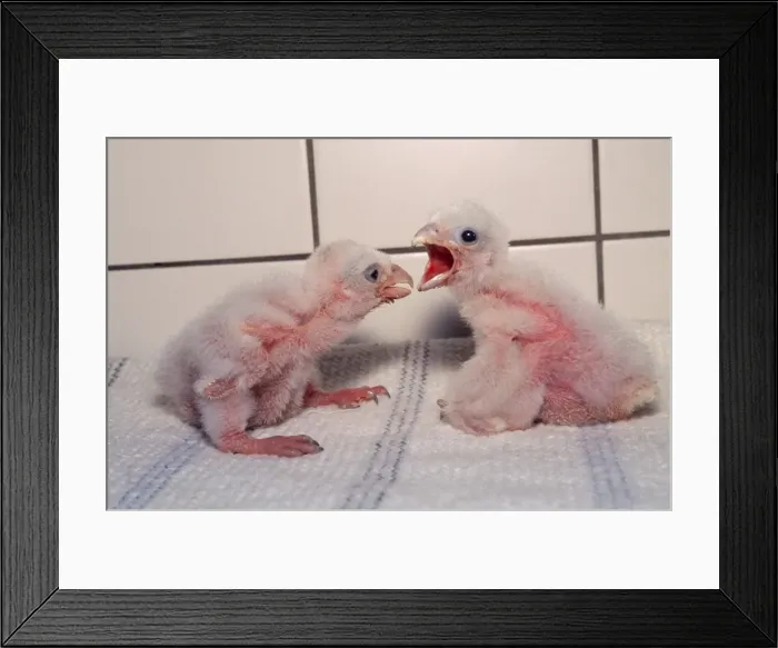 Framed Print : Picture No. 10785180 Framed Print : Picture No. 10785180