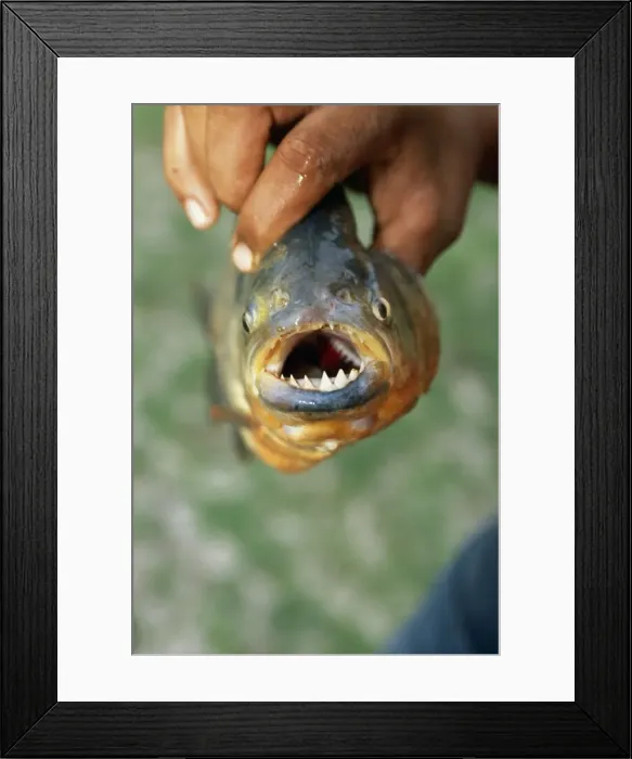 Framed Print : Picture No. 10785468 Framed Print : Picture No. 10785468